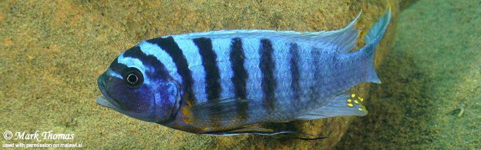 Maylandia fainzilberi 'Lifuma'<br><font color=gray>Metriaclima fainzilberi 'Lifuma'</font> 