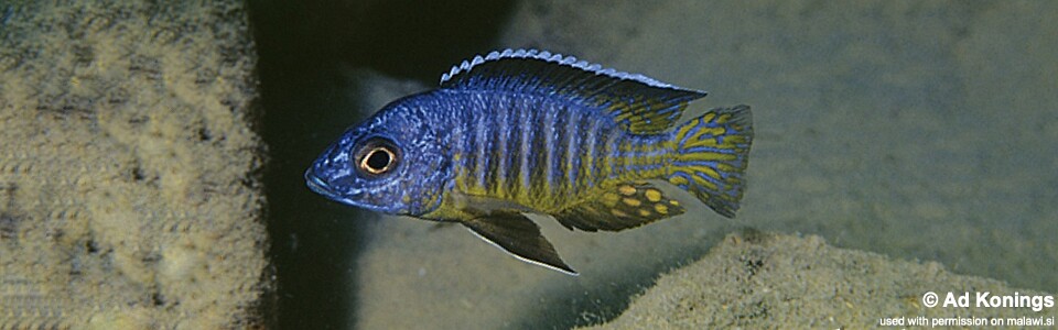 Aulonocara hueseri 'Likoma Island'