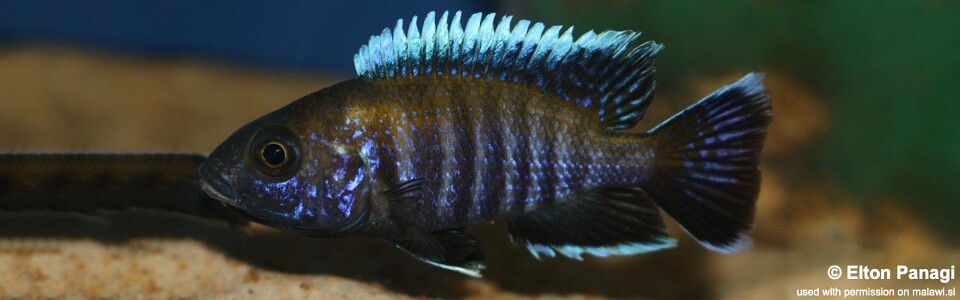 Aulonocara sp. 'walteri' Likoma Island