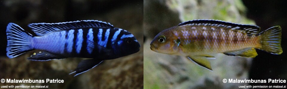 Chindongo sp. 'elongatus ornatus' Likoma Island