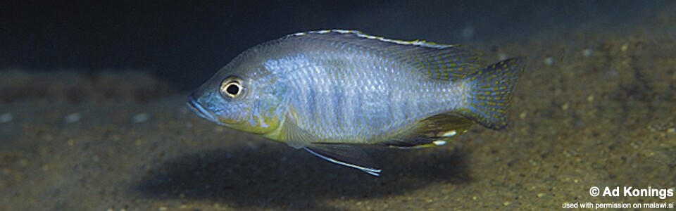 Ctenopharynx pictus 'Likoma Island'