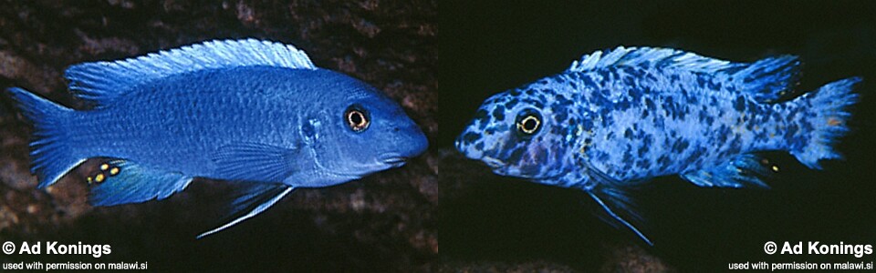 Labeotropheus trewavasae 'Likoma Island'