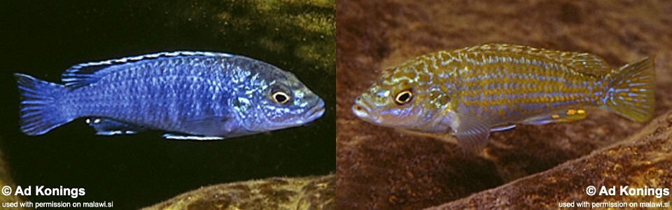 Labidochromis joanjohnsonae 'Likoma Island'