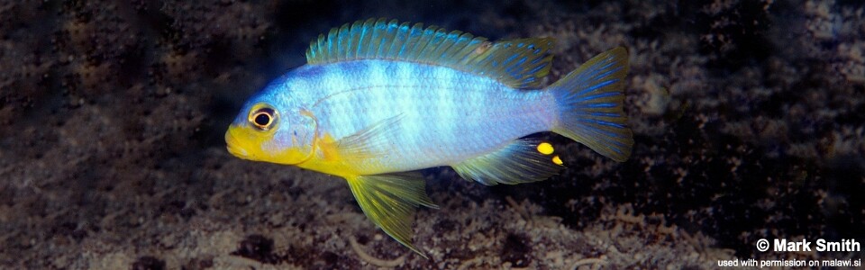 Maylandia aurora 'Likoma Island'<br><font color=gray>Metriaclima aurora 'Likoma Island'</font>
