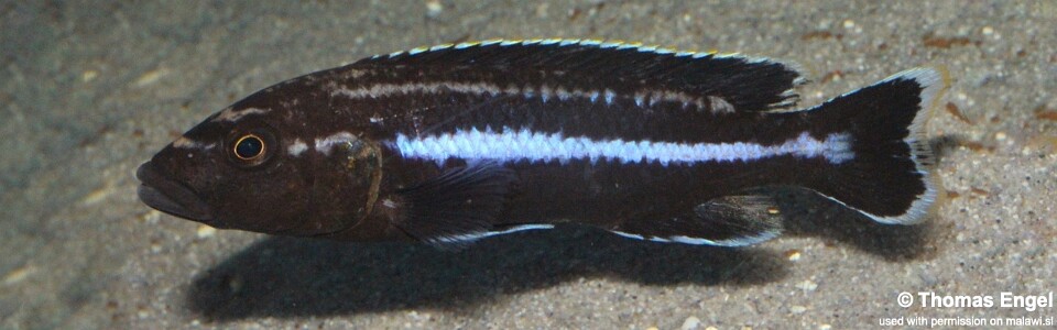 Melanochromis melanopterus 'Likoma Island'