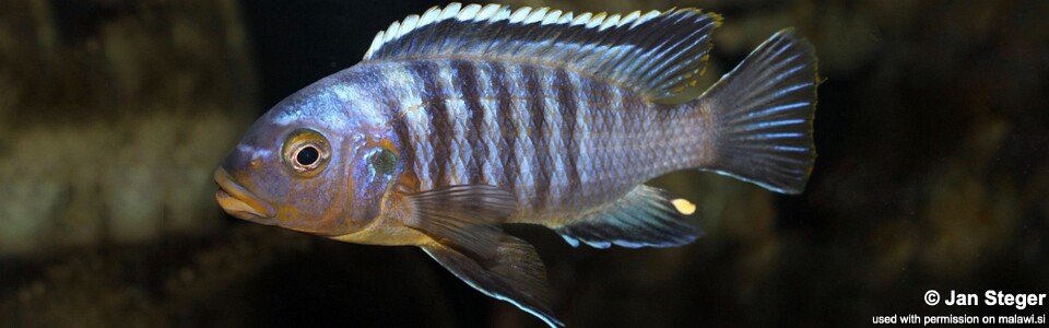 Petrotilapia sp. 'likoma barred' Likoma Island