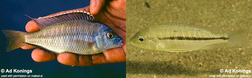 Protomelas labridens 'Likoma Island'