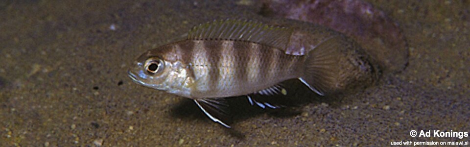 Pseudotropheus likomae 'Likoma Island'