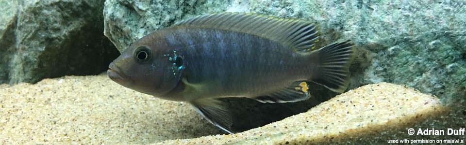 Pseudotropheus sp. 'aggressive grey' Likoma Island