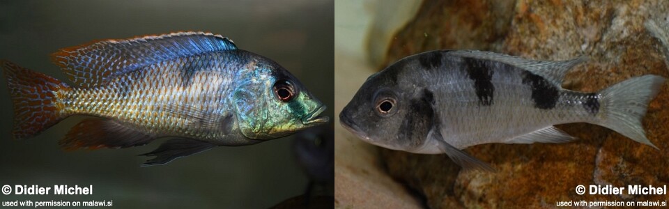 Trematocranus placodon 'Likoma Island'