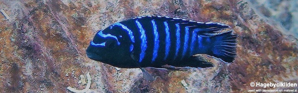 Tropheops sp. 'elongatus mbako' Likoma Island