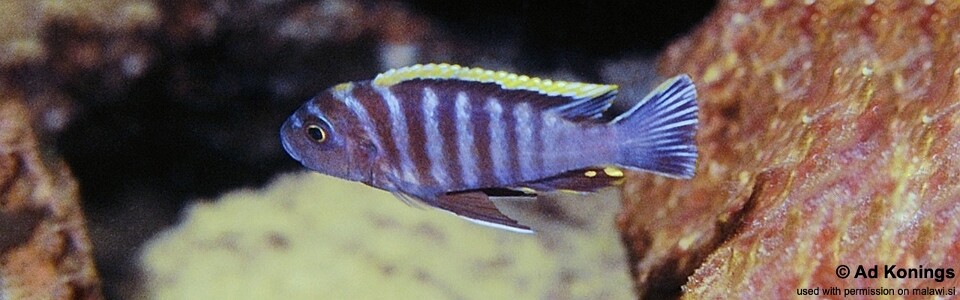 Cynotilapia zebroides 'Linganjala Reef'