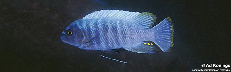 Labeotropheus trewavasae 'Linganjala Reef'