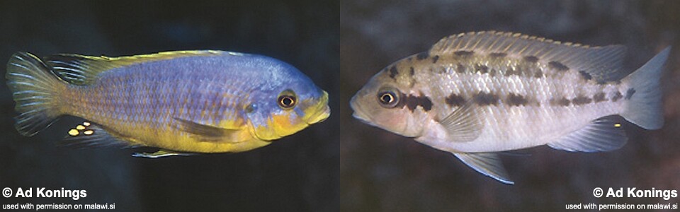 Petrotilapia flaviventris 'Linganjala Reef'