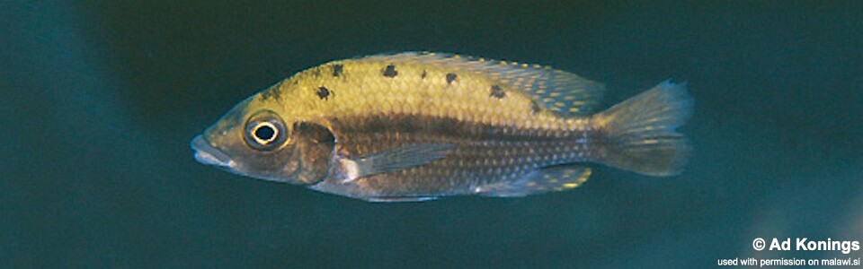 Protomelas sp. 'hertae' Linganjala Reef