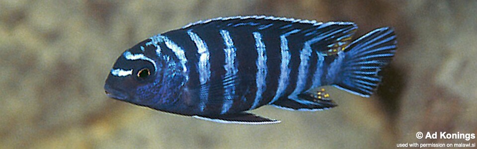 Tropheops sp. 'elongatus chizumulu' Linganjala Reef