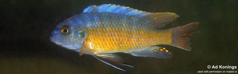 Labeotropheus fuelleborni 'Lion Point'