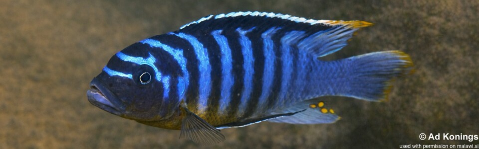 Maylandia fainzilberi 'Lion Point'<br><font color=gray>Metriaclima fainzilberi 'Lion Point'</font>