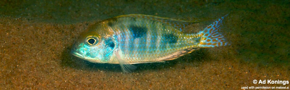 Tramitichromis intermedius 'Lion Point'