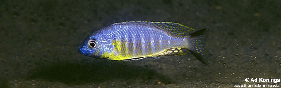 Lethrinops sp. 'auritus lion' Lion's Cove