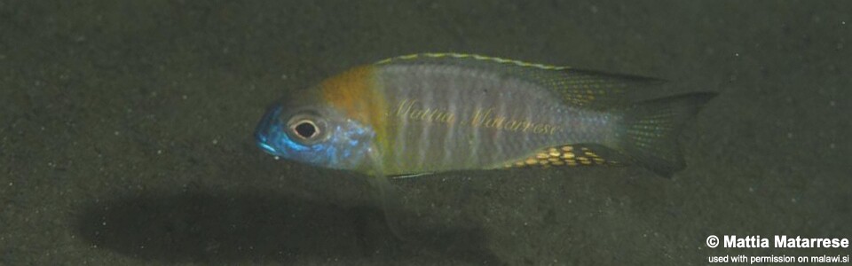 Lethrinops sp. 'nyassae' Lion's Cove