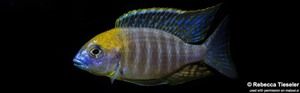 Lethrinops sp. 'yellow collar' Lion's Cove