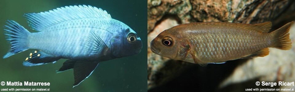 Pseudotropheus sp. 'polit' Lion's Cove