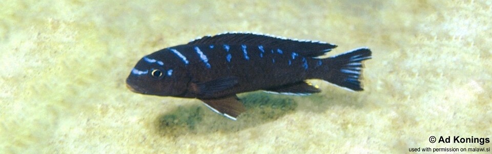 Chindongo sp. 'elongatus spot' Liuli