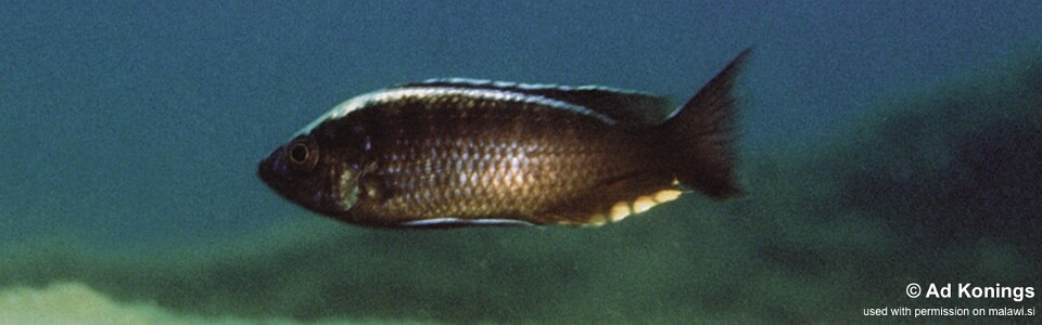 Copadichromis sp. 'mloto liuli' Liuli