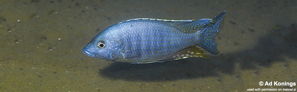 Ctenopharynx nitidus 'Liuli'