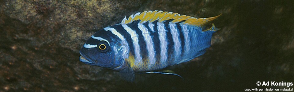 Maylandia fainzilberi 'Liuli'<br><font color=gray>Metriaclima fainzilberi 'Liuli'</font> 