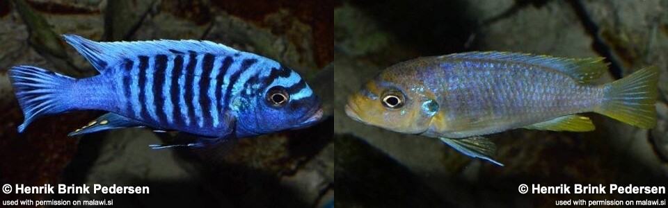 Maylandia sp. 'msobo heteropictus' Liuli<br><font color=gray>Metriaclima sp. 'msobo heteropictus' Liuli</font> 