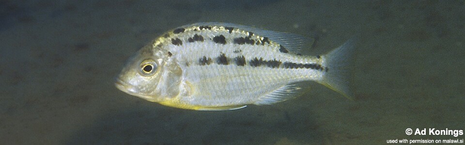 Protomelas triaenodon 'Liuli'