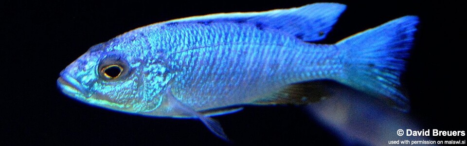 Sciaenochromis fryeri 'Liuli'