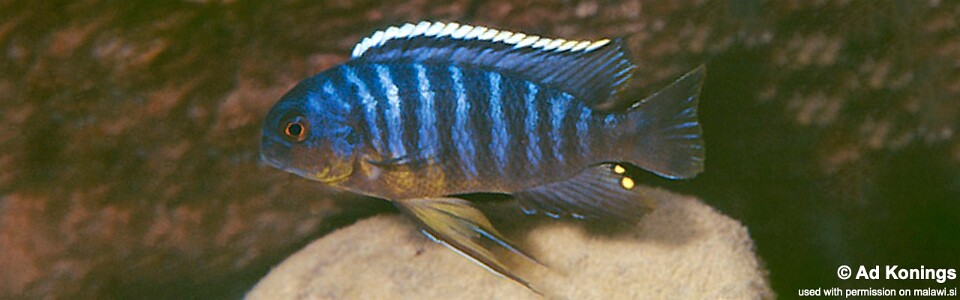 Tropheops sp. 'goldbreast' Liutche