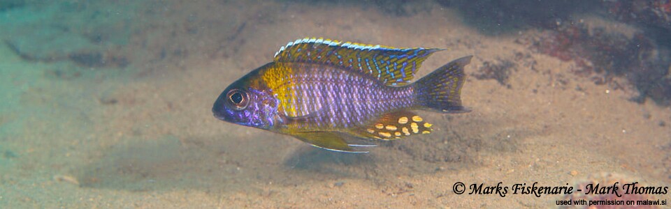 Aulonocara sp. 'chitande type masinje' Liwani
