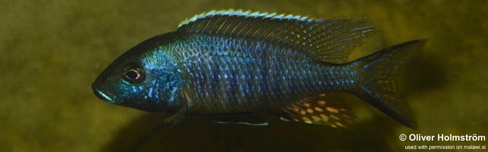 Ctenopharynx nitidus 'Liwani'