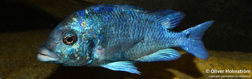 Placidochromis sp. 'phenochilus gissel' Liwani