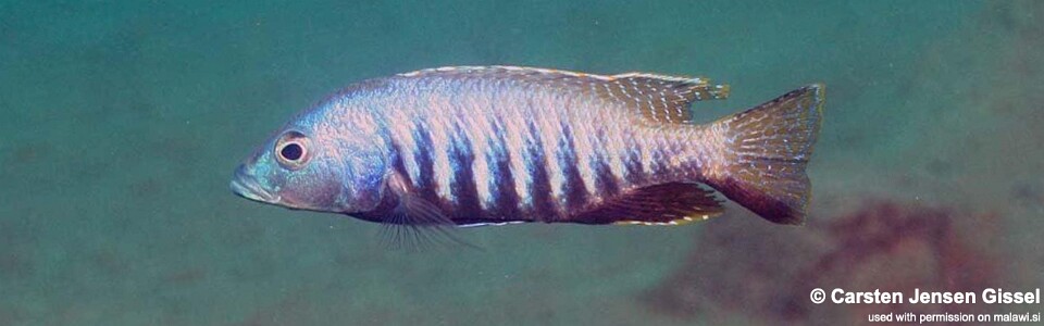 Sciaenochromis sp. 'nyassae' Liwani