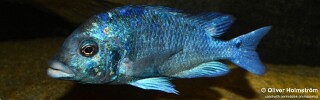 Placidochromis sp. 'phenochilus gissel' Liwani.jpg