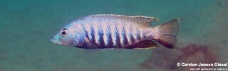 Sciaenochromis sp. 'nyassae' Liwani.jpg