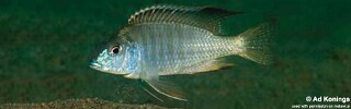 Tramitichromis sp. 'east-coast shallow' Liwani.jpg