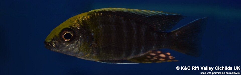 Aulonocara maylandi 'Liwewe Reef'