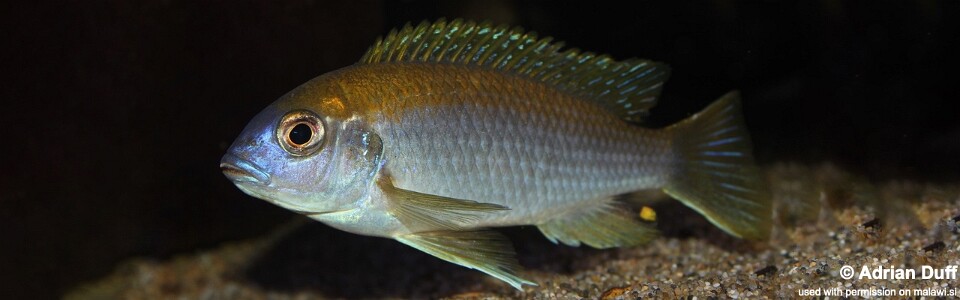 Gephyrochromis lawsi 'Londo'
