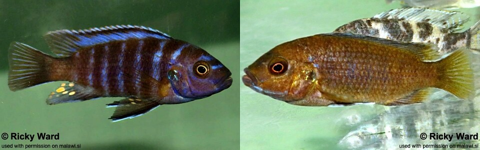 Iodotropheus sp. 'londo' Londo Bay