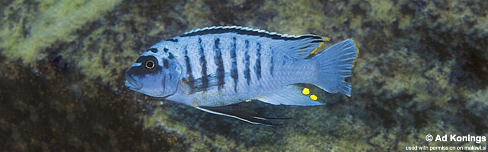 Maylandia fainzilberi 'Londo Bay'<br><font color=gray>Metriaclima fainzilberi 'Londo Bay'</font> 