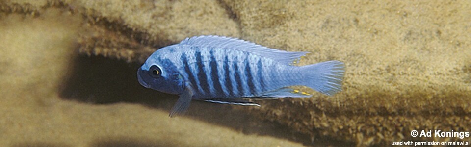 Maylandia zebra 'Londo Bay'<br><font color=gray>Metriaclima zebra 'Londo Bay'</font>