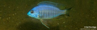Copadichromis sp. 'chizumuluensis londo' Londo Bay.jpg