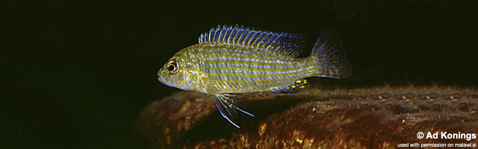 Labidochromis textilis 'Lumbaulo'