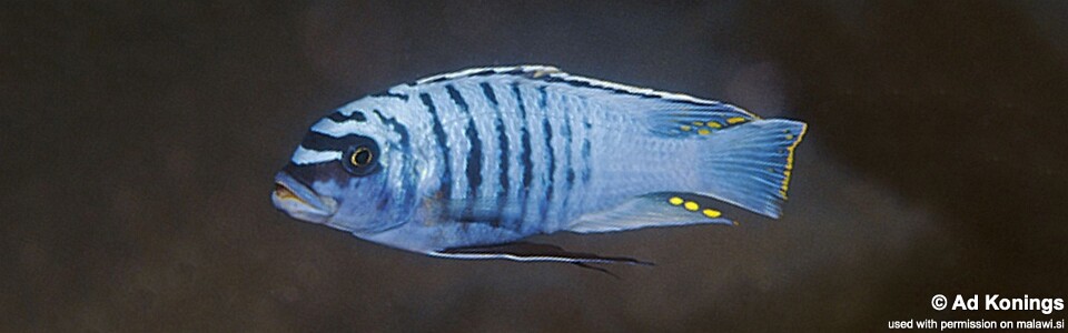 Maylandia fainzilberi 'Lumbaulo'<br><font color=gray>Metriaclima fainzilberi 'Lumbaulo'</font> 